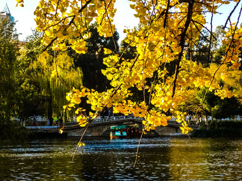 翠湖秋景