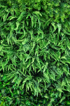 植物墙
