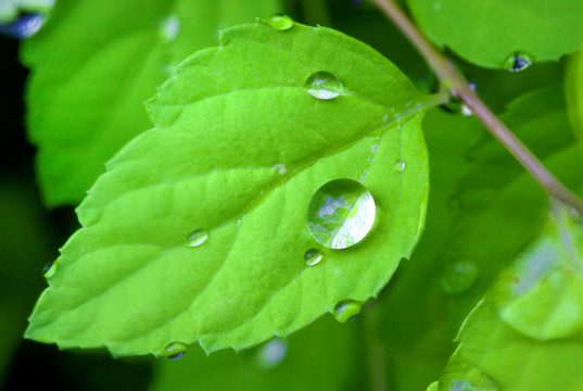 绿叶与水滴