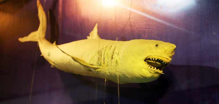 沙鱼模型 鱼标本 深海鱼