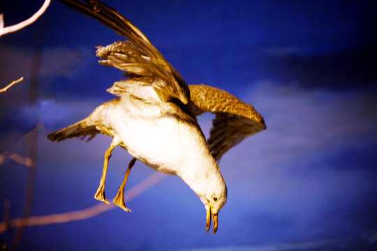 动物模型 海鸥