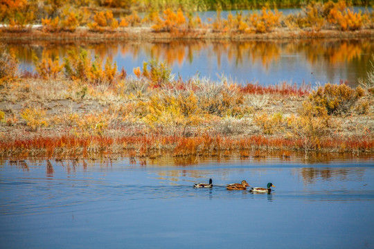 甘家湖保护区秋季秋色
