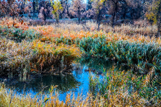 甘家湖湿地芦苇荡秋色