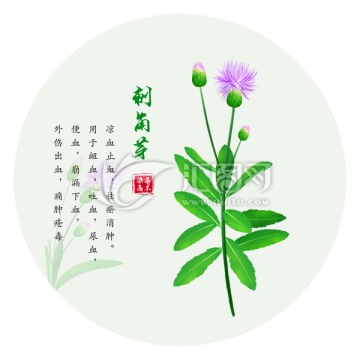 手绘小蓟 手绘刺儿菜