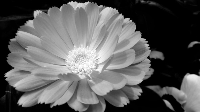 黑白色花朵