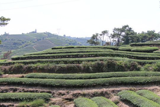 长龙茶园