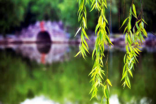 翠绿的柳枝和石拱桥