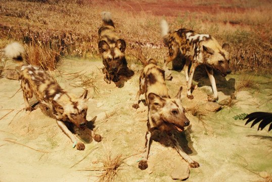 非洲斑鬣狗