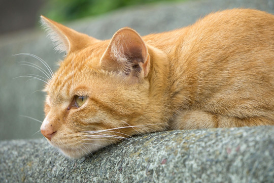 猫 城市中的猫