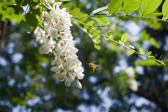 槐树花 蜜蜂