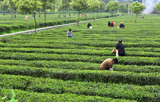 茶园采摘春茶