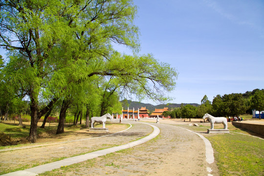 清东陵 神道 古树