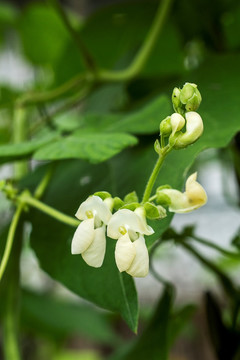 豆角小白花
