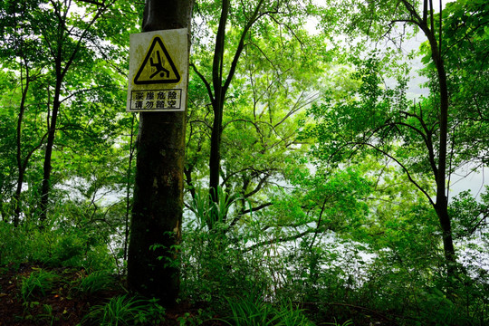 绿树背景 警示牌