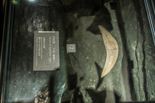 剑齿虎大牙化石