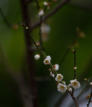 梅花