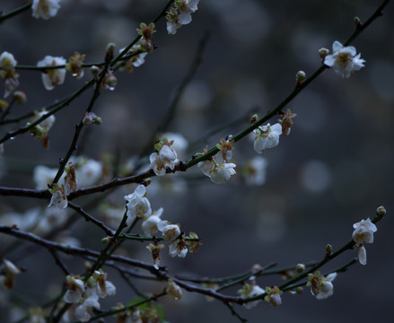 梅花