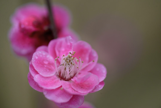 红梅花