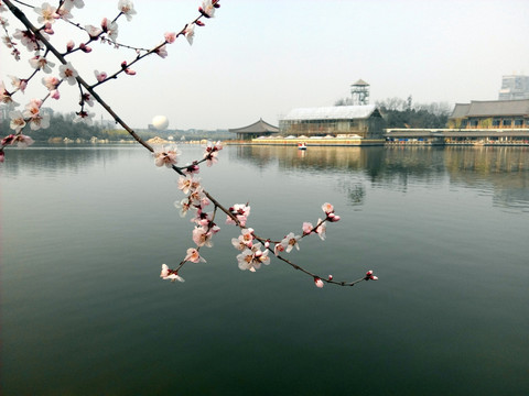 梅花