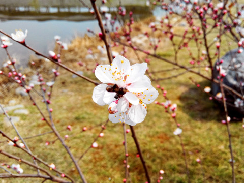 梅花