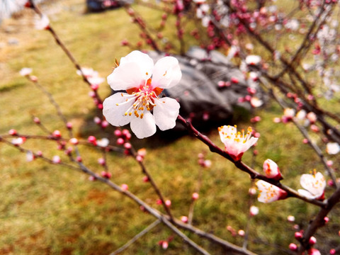 梅花