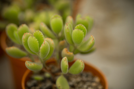 多肉植物