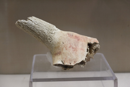 骨头 化石 文物