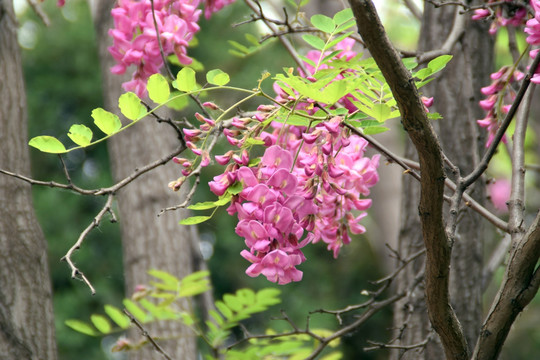 槐花