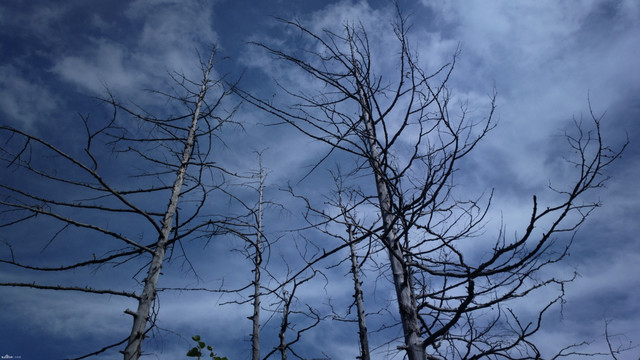 树枝树杈