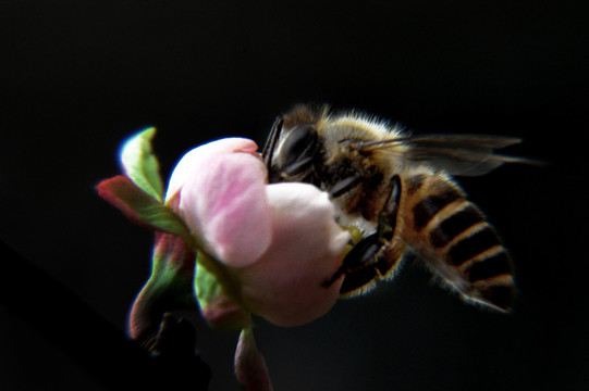 蜜蜂 采蜜 特写