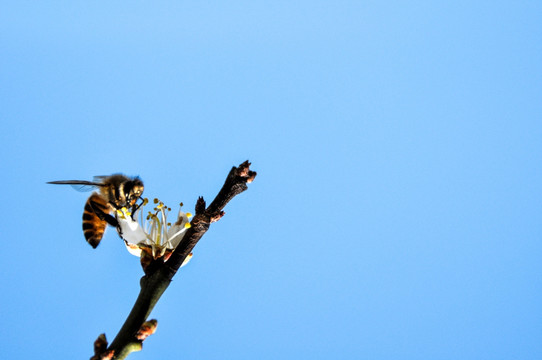 蜜蜂 梅花
