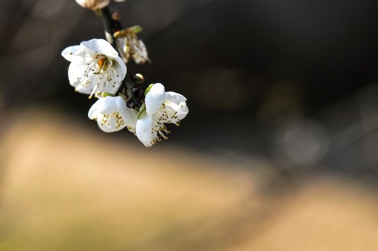 蜜蜂 梅花