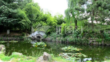 池塘风景