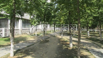 林间小道