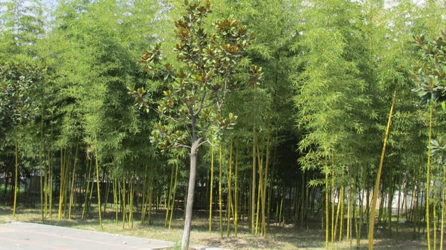 竹林