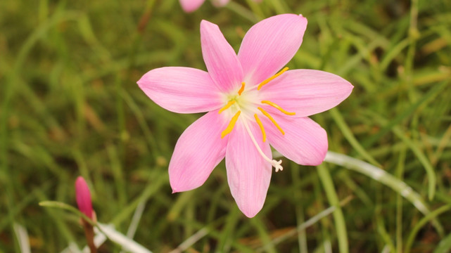 花季 风雨兰