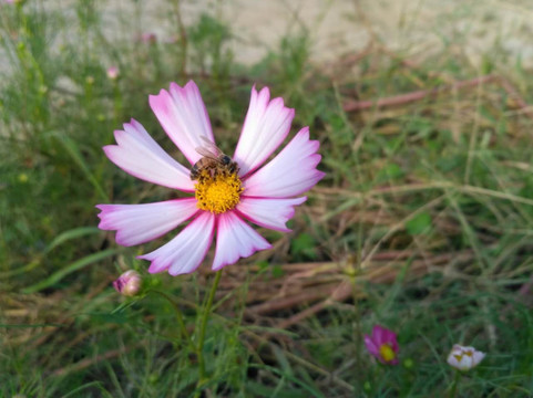 粉色波斯菊与蜜蜂