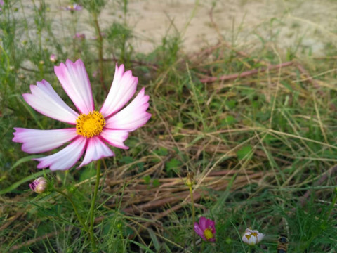 格桑花之小花