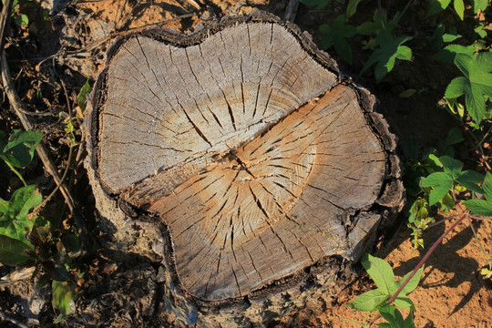 树桩 树墩 砍伐