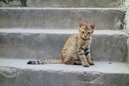 石阶上的小猫