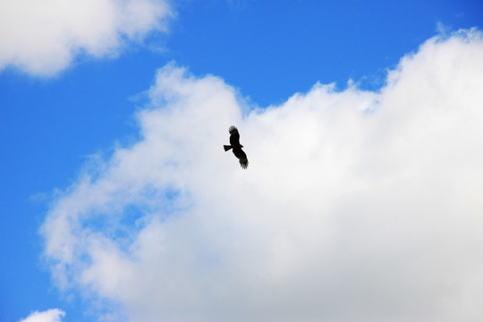 蓝天白云飞翔的雄鹰