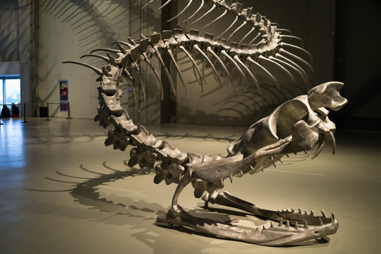 余德耀美术馆 恐龙化石
