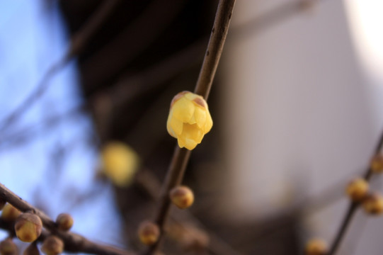 梅花 腊梅 冬天 盛开