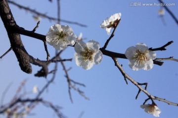 梅花 白梅 寒梅 冬天 梅树