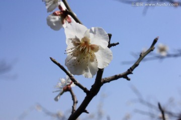梅花 白梅 寒梅 冬天 梅树