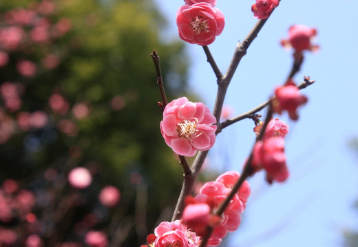 梅花 寒梅 红梅