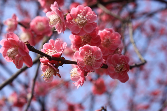 梅花 寒梅 红梅