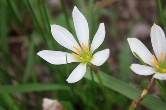 兰花 小百花 花卉