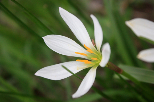 兰花 小百花 花卉