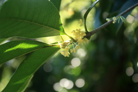 桂花 桂树 香气